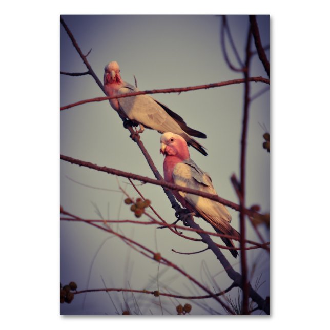 Numéro De Table Oiseaux de Galah dans l'arbre 1 (Par défaut)