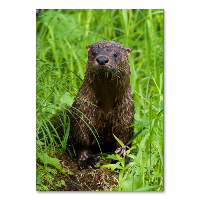 Numéro De Table Otter (Par défaut)