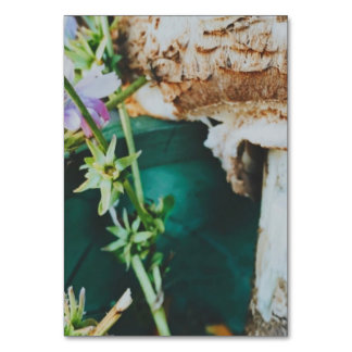 Numéro De Table Parasol mushroom, Swedish Archipelago, Sweden