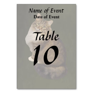 Numéro De Table Portrait de chat Maine Coon
