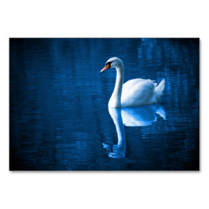 Numéro De Table Pretty white swan floating on blue lake