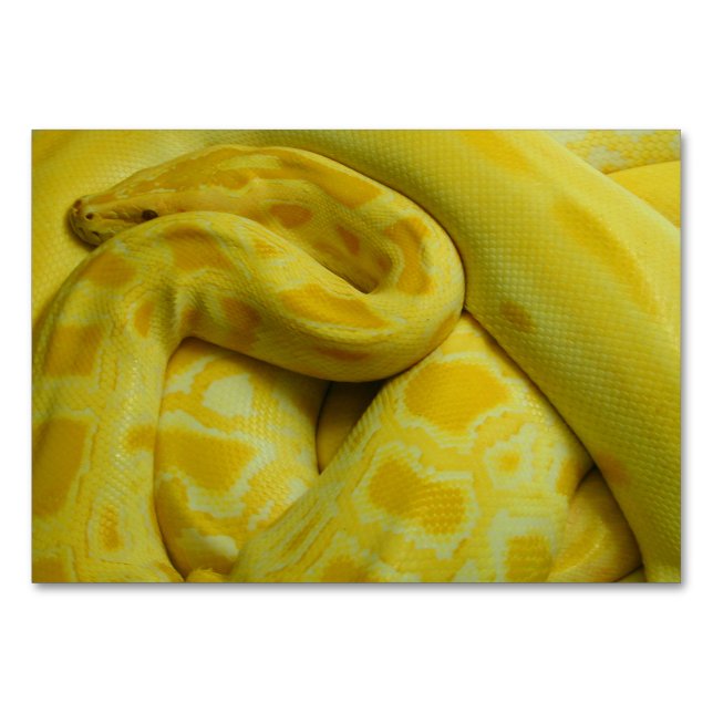 Numéro De Table Python birman jaune (Devant)