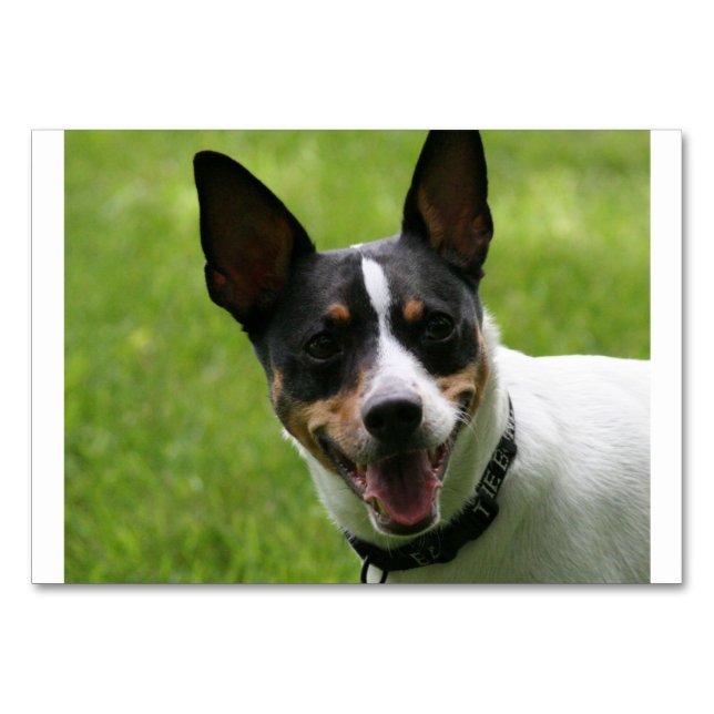 Numéro De Table rat terrier.png (Devant)