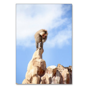 Numéro De Table Singe babouin au sommet d'une montagne