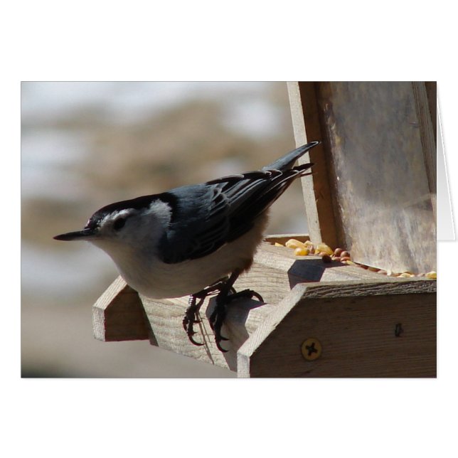 Nuthatch (Devant horizontal)