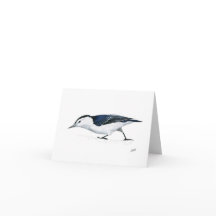 Nuthatch à pois blanc