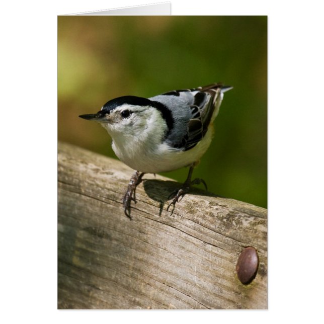 Nuthatch à poitrine blanche (Devant)