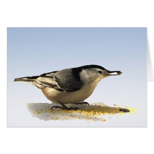 Nuthatch à poitrine blanche (Devant horizontal)
