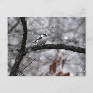 Nuthatch dans la carte postale de neige