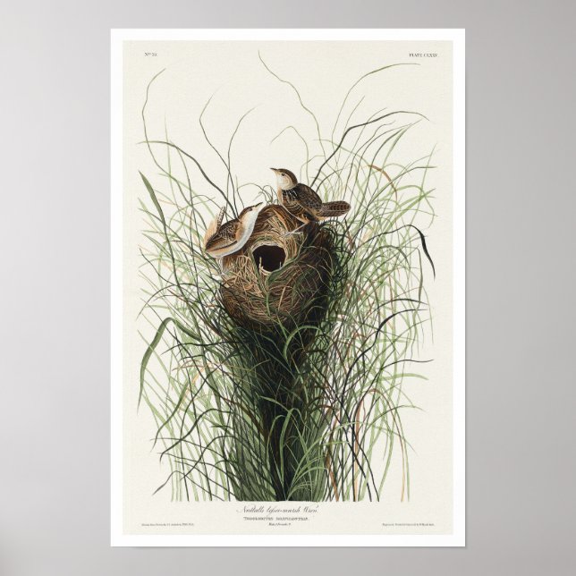 Nuttall's less marsh Wren par Audubon Poster (Devant)