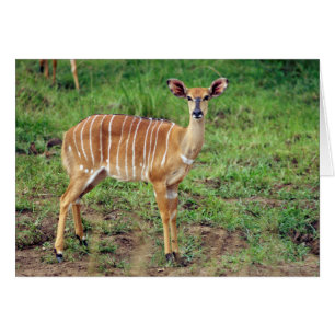 Nyala femelle, réserve de chasse Hluhluwe-Umfolozi