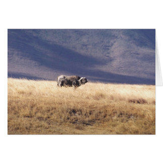 Nyati (Buffalo de cap)