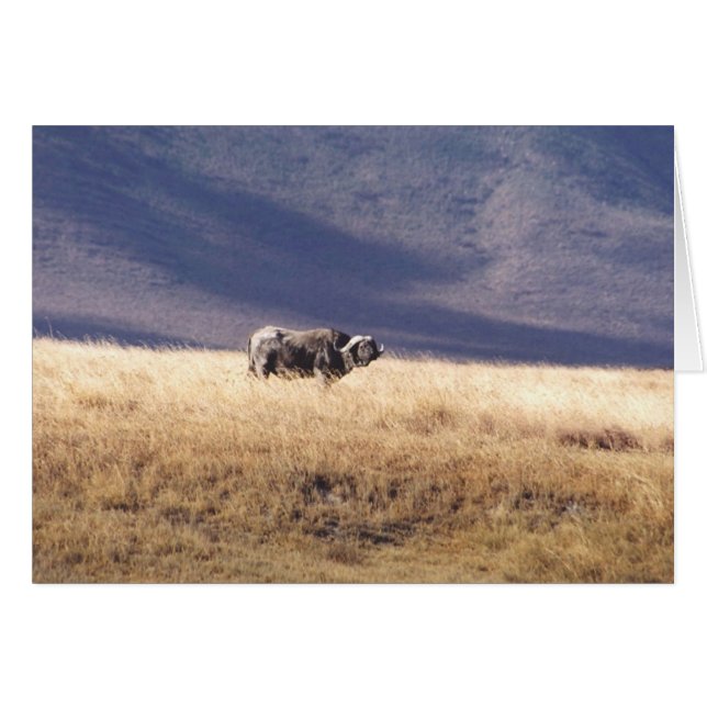 Nyati (Buffalo de cap) (Devant horizontal)
