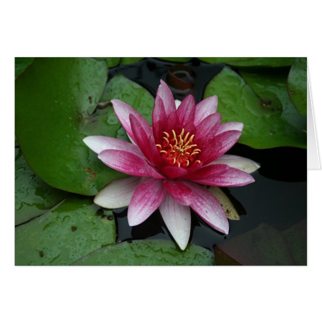 Nymphaea tetragona (Devant horizontal)