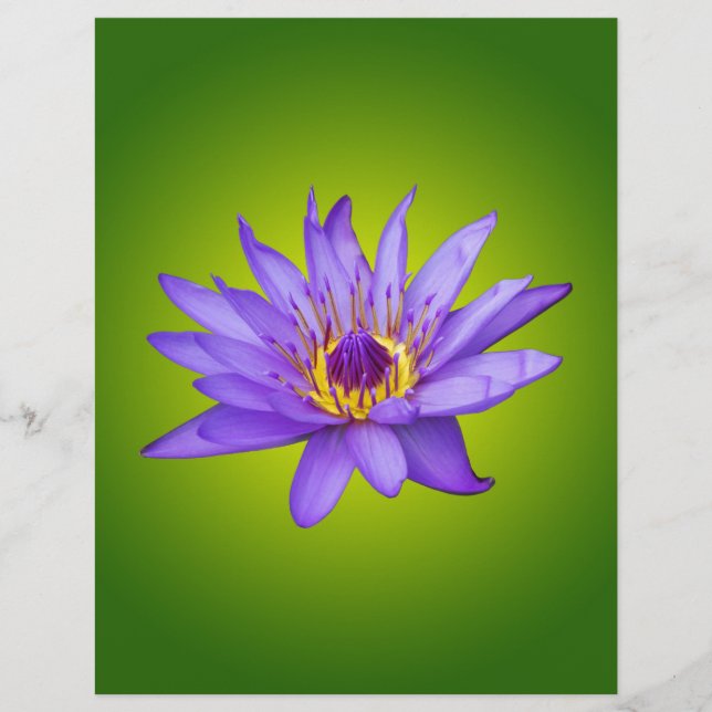 Nymphéa Fleur Étang Aquatique Fleur d'Eau Violette (Devant)