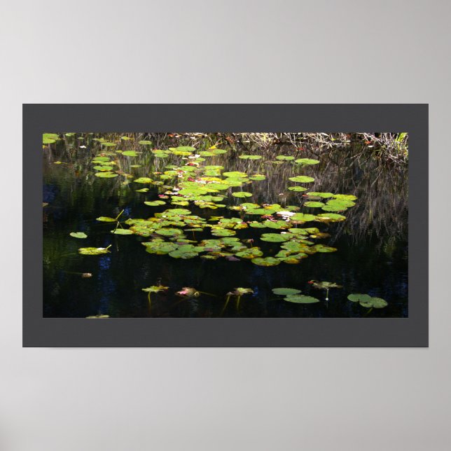 Nymphéas Affiche Photo (Devant)