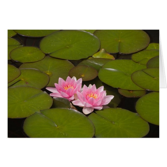 Nymphéas en fleurs (Devant horizontal)