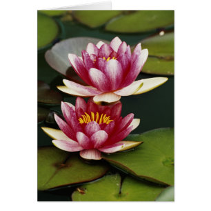 Nymphéas hybrides