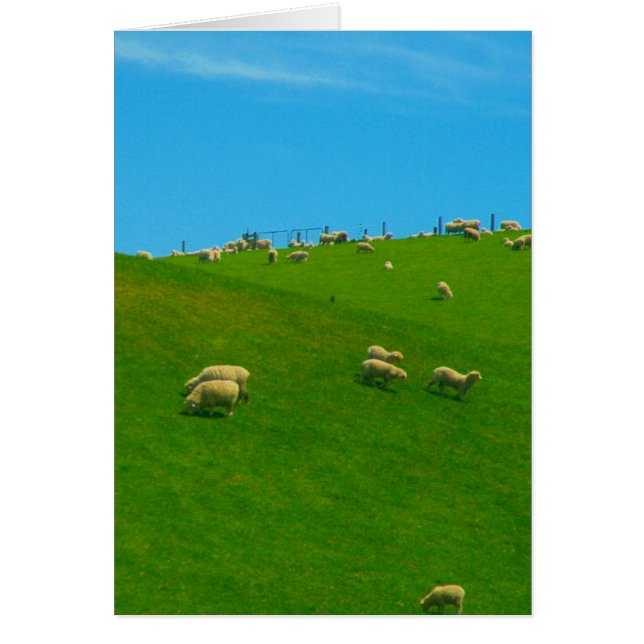 nz hill brebis (Devant)