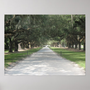 Oak Alley at Boone Hall, Charleston SC Poster
