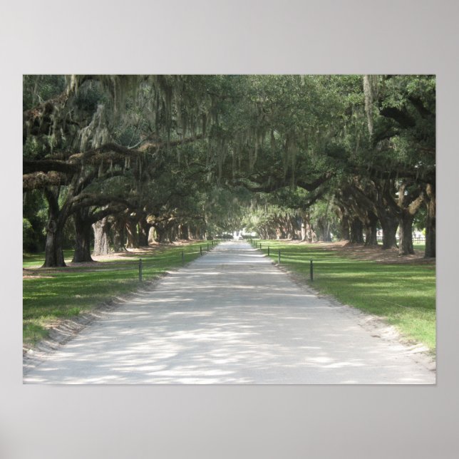 Oak Alley at Boone Hall, Charleston SC Poster (Devant)