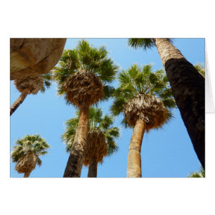 Oasis Palms dans le parc national de Joshua Tree