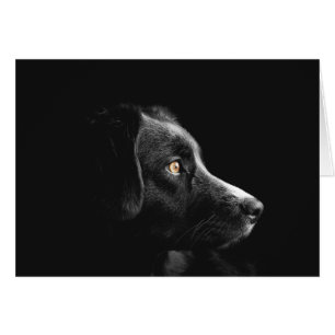 Observation du chien noir