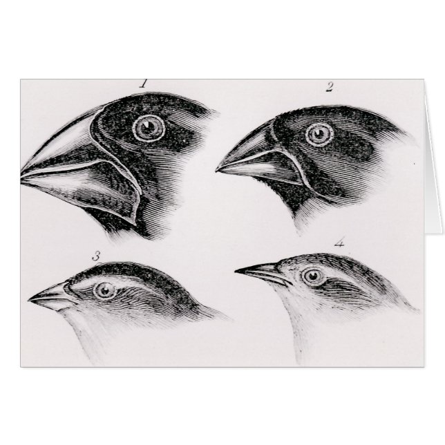 Observations de l'oiseau de Darwin (Devant horizontal)