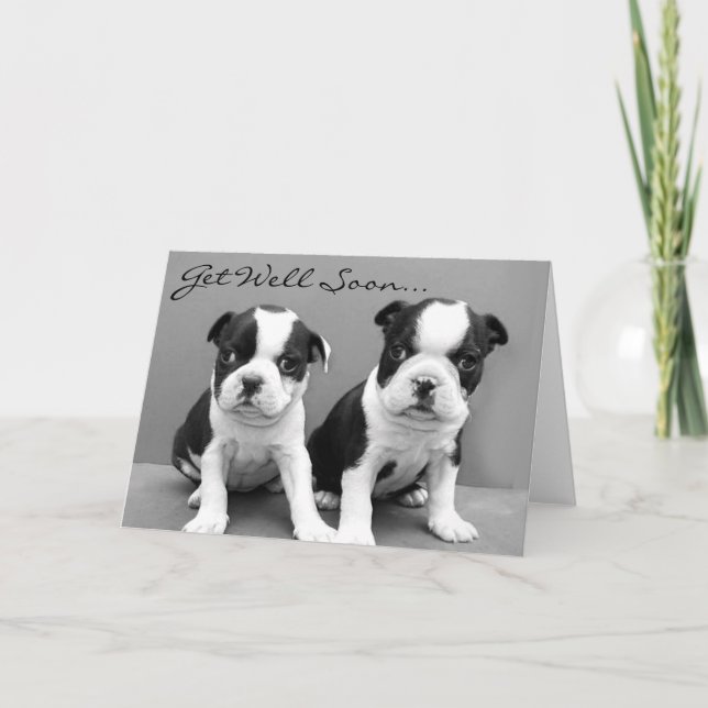Obtenez bien bientôt Boston Terrier Puppies carte (Devant)