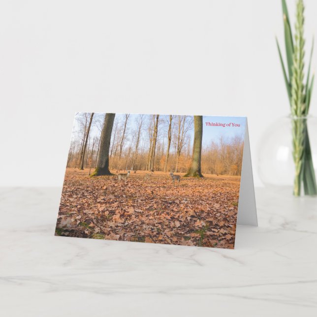 Obtenir une carte (Devant)