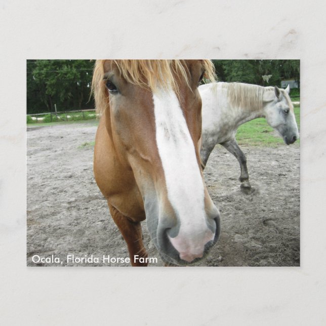 Ocala Florida Horse Farm Horses Carte postale Flor (Devant)