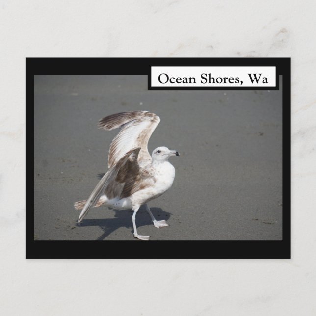 Ocean Shorts, Wa Seagull Wings Carte Postale (Devant)