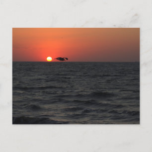 Ocean Sunset avec carte postale Seagull