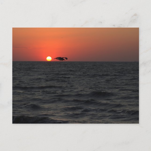 Ocean Sunset avec carte postale Seagull (Devant)