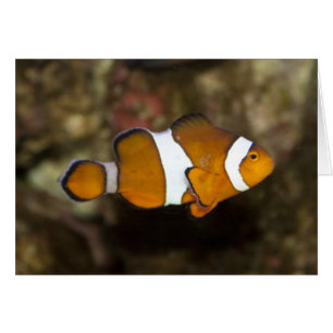 Ocellaris Clowfish