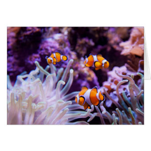 Ocellaris clownfish Amphiprion ocellaris