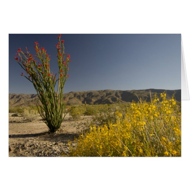 Ocotillo and desert senna (Devant horizontal)