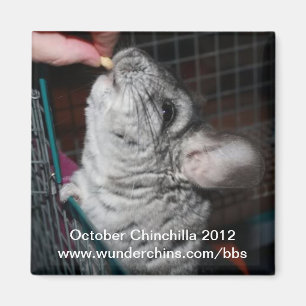 Octobre chinchilla 2012 aimant