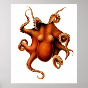 Octopus Die Cephalopod Poster vintage