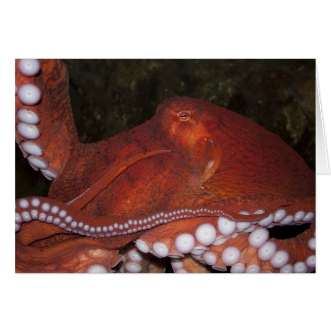 Octopus du Pacifique Nord (Devant horizontal)