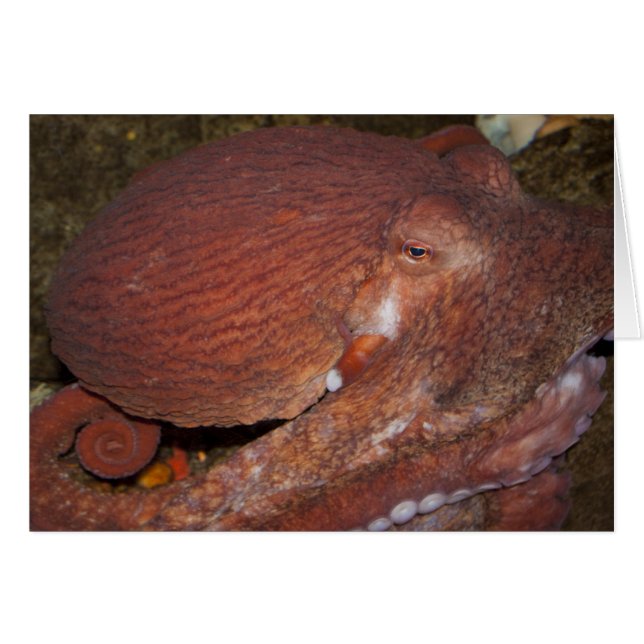 Octopus géant du Pacifique Nord (Devant horizontal)