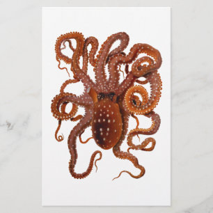 Octopus Macropus Atlantique Blanc tacheté Octopus
