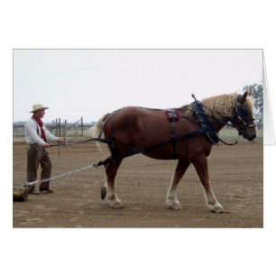 Odie the Belgian Horse drive