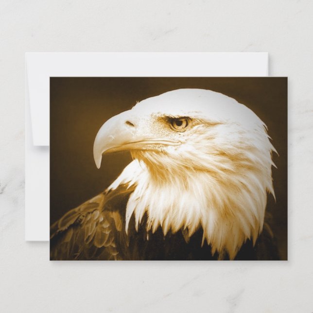 OEil d'aigle américain (Devant)