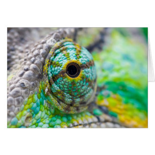 Oeil de caméléon