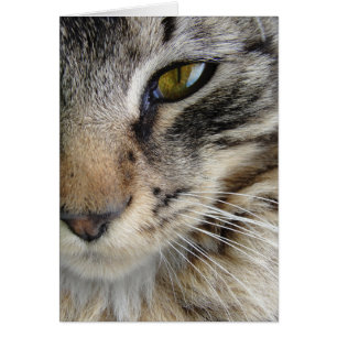 Oeil de chat de Maine Coon