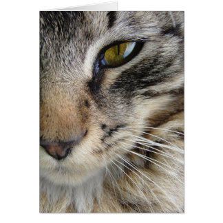 Oeil de chat de Maine Coon