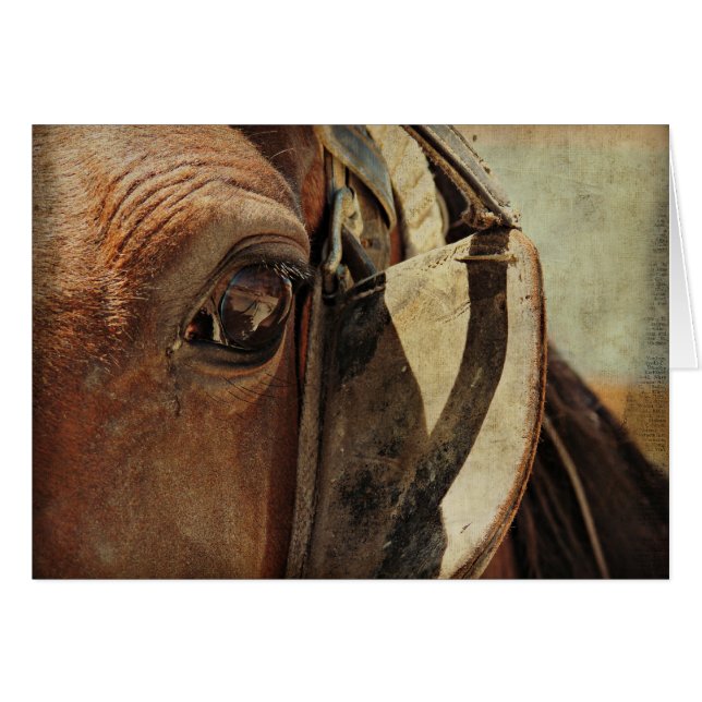 Oeil de Cheval Amish (Devant horizontal)