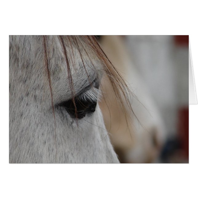Oeil de Cheval gris (Devant horizontal)