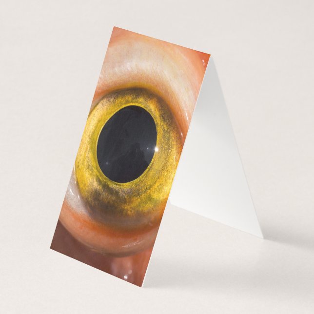 Oeil de sébaste (Back)
